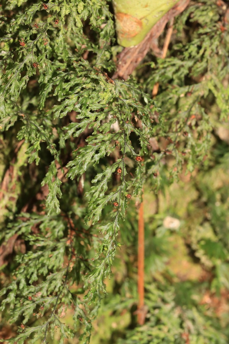 Hymenophyllum acanthoides photo 7