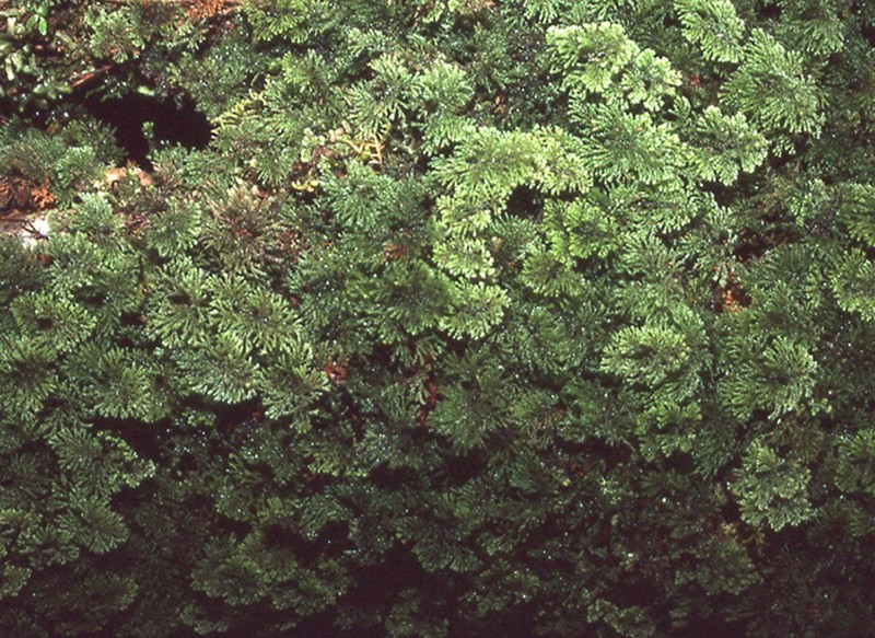 Hymenophyllum acanthoides photo 8