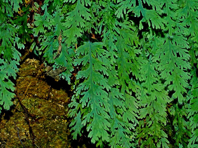 Hymenophyllum acutum