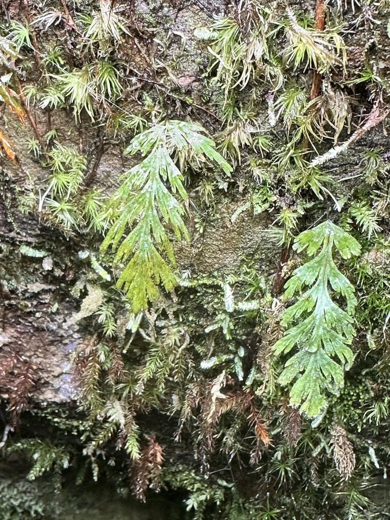 Hymenophyllum acutum photo 2