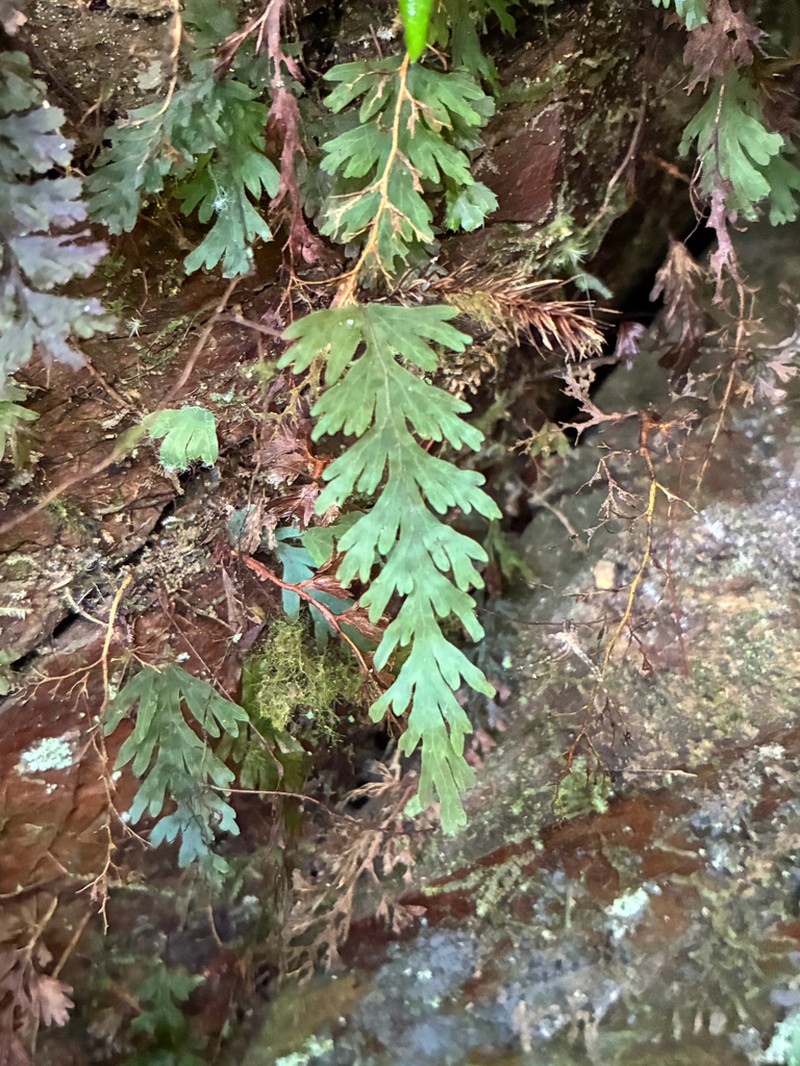 Hymenophyllum acutum photo 3