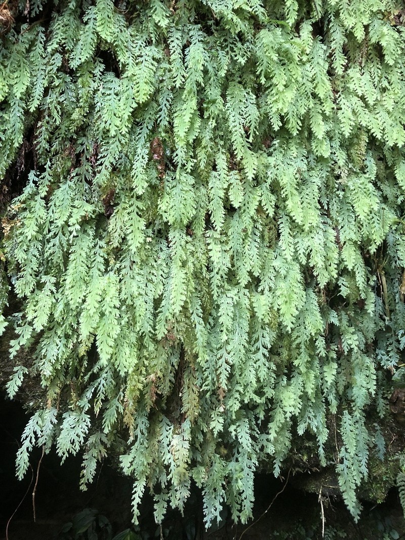 Hymenophyllum acutum photo 4