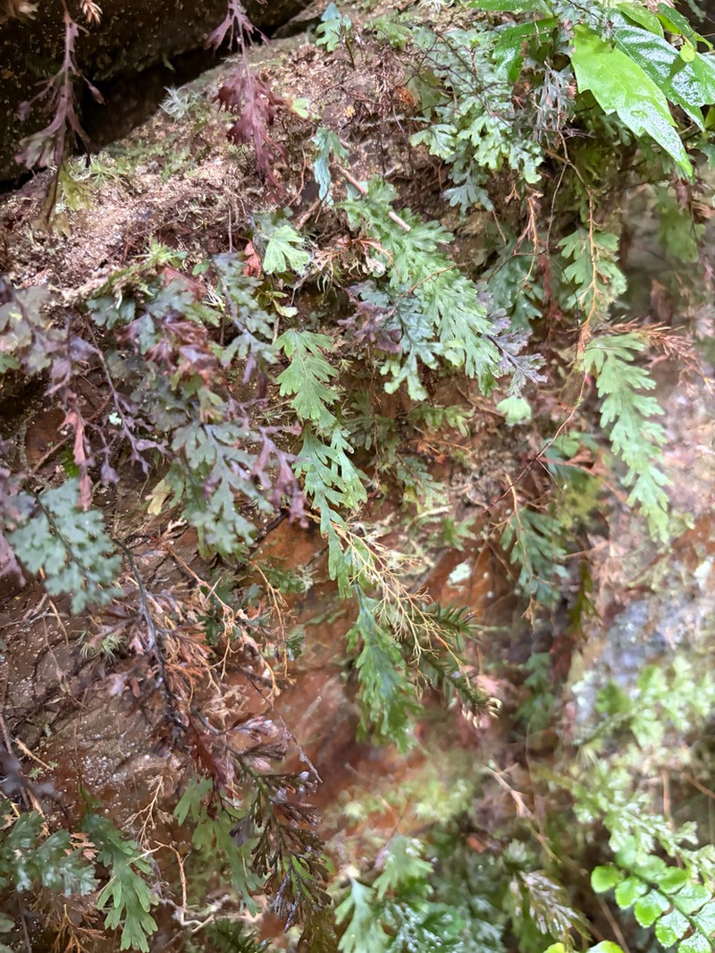 Hymenophyllum acutum photo 5