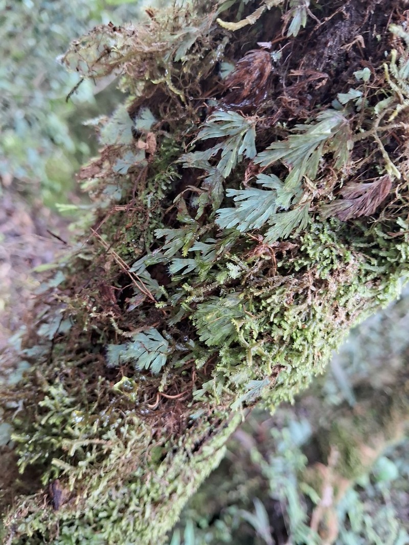Hymenophyllum acutum photo 6