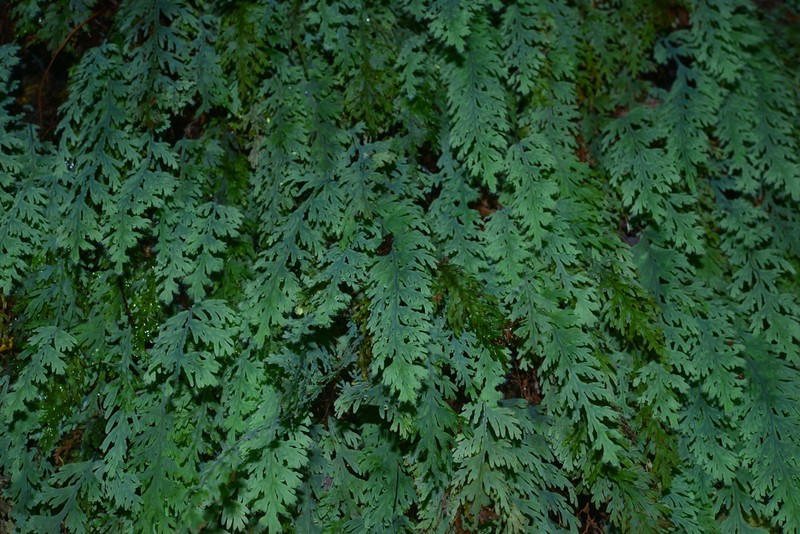 Hymenophyllum acutum photo 7