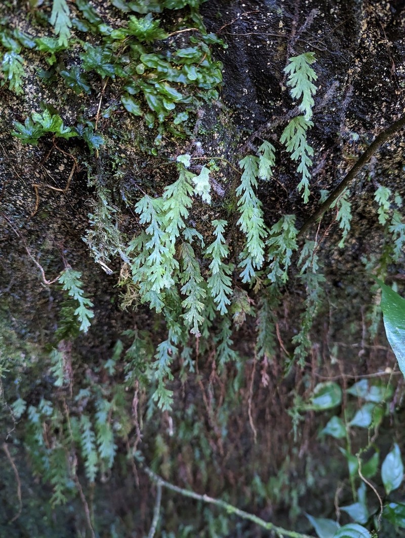 Hymenophyllum acutum photo 8
