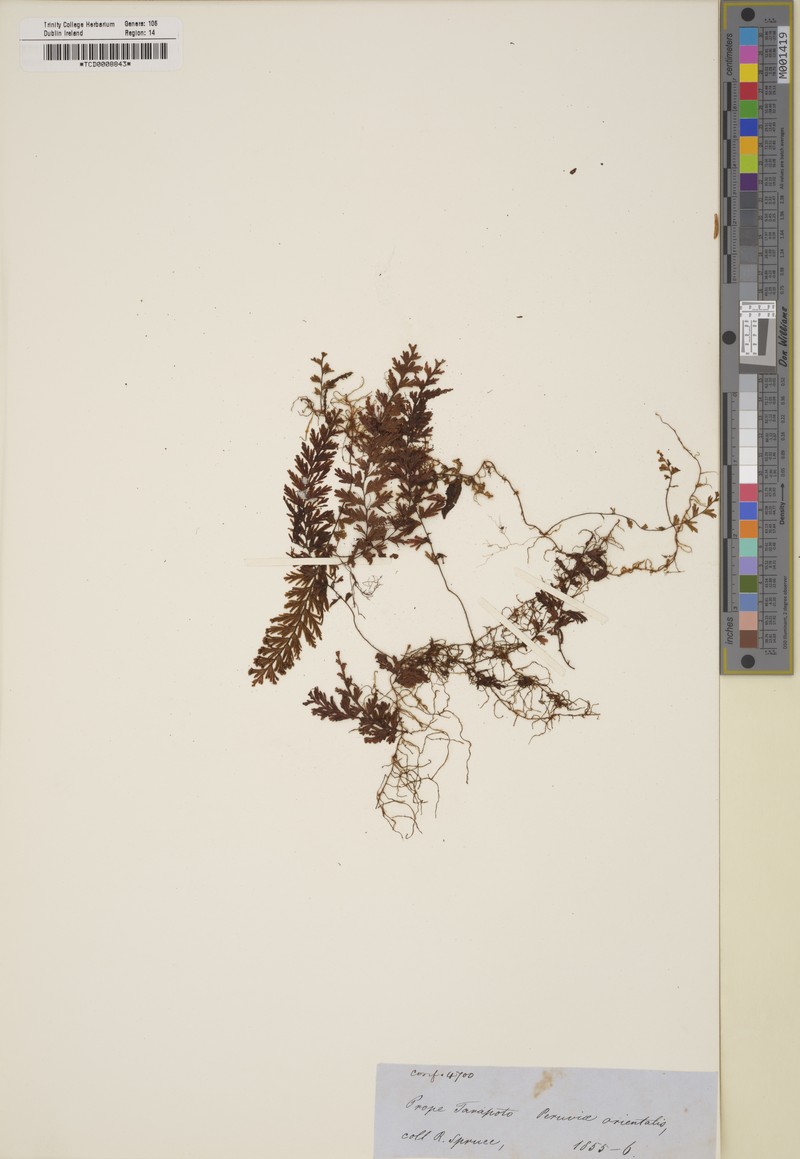 Hymenophyllum adiantoides