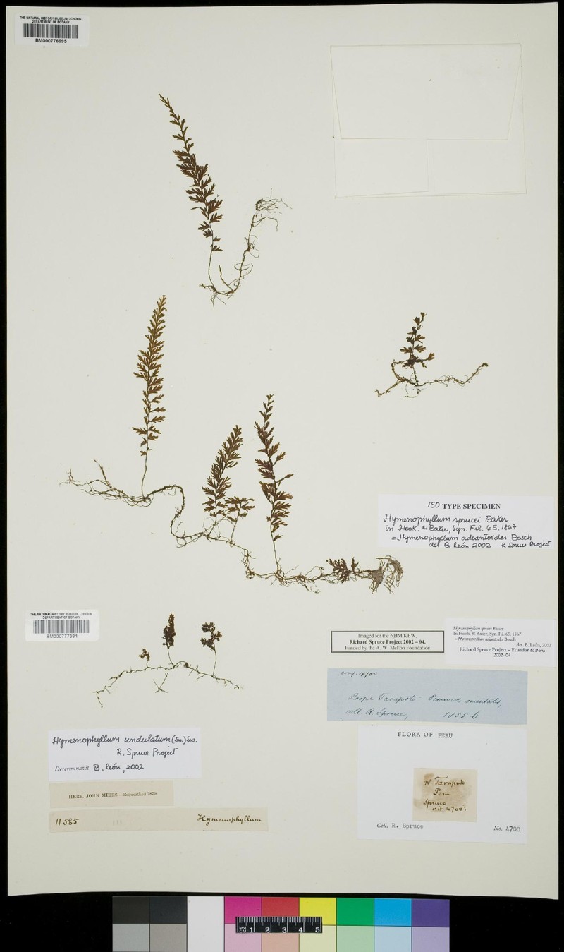 Hymenophyllum adiantoides photo 3