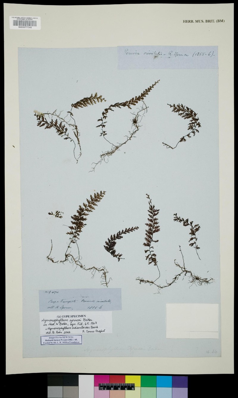 Hymenophyllum adiantoides photo 4