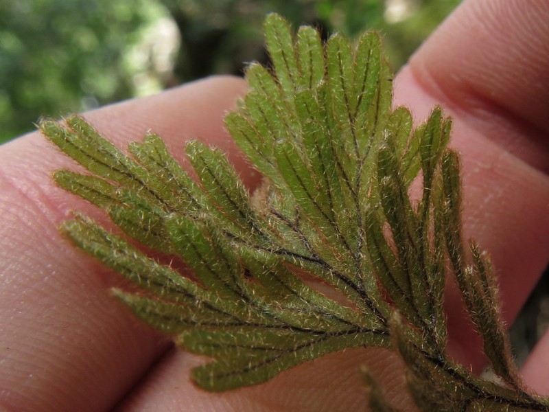 Hymenophyllum aeruginosum