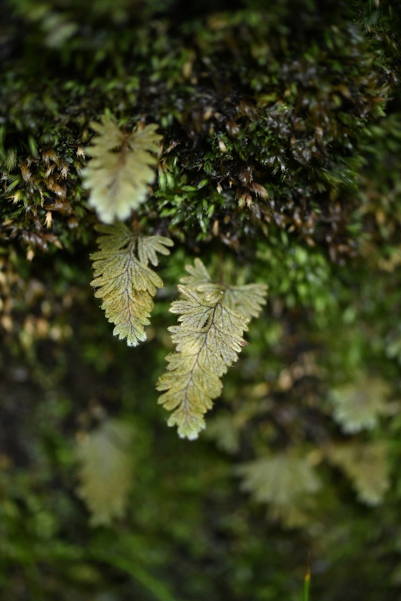 Hymenophyllum aeruginosum photo 2