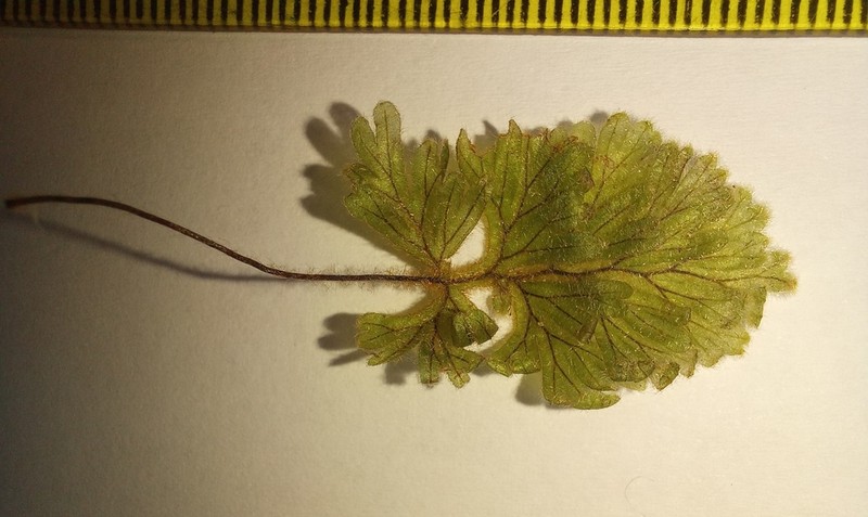Hymenophyllum aeruginosum photo 3
