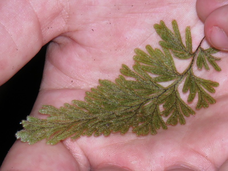 Hymenophyllum aeruginosum photo 4