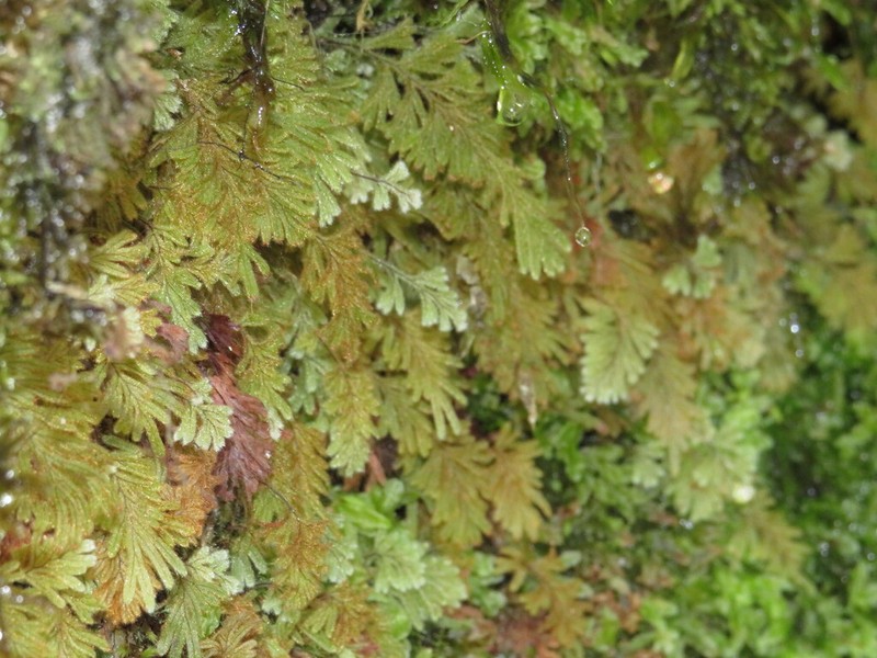Hymenophyllum aeruginosum photo 5