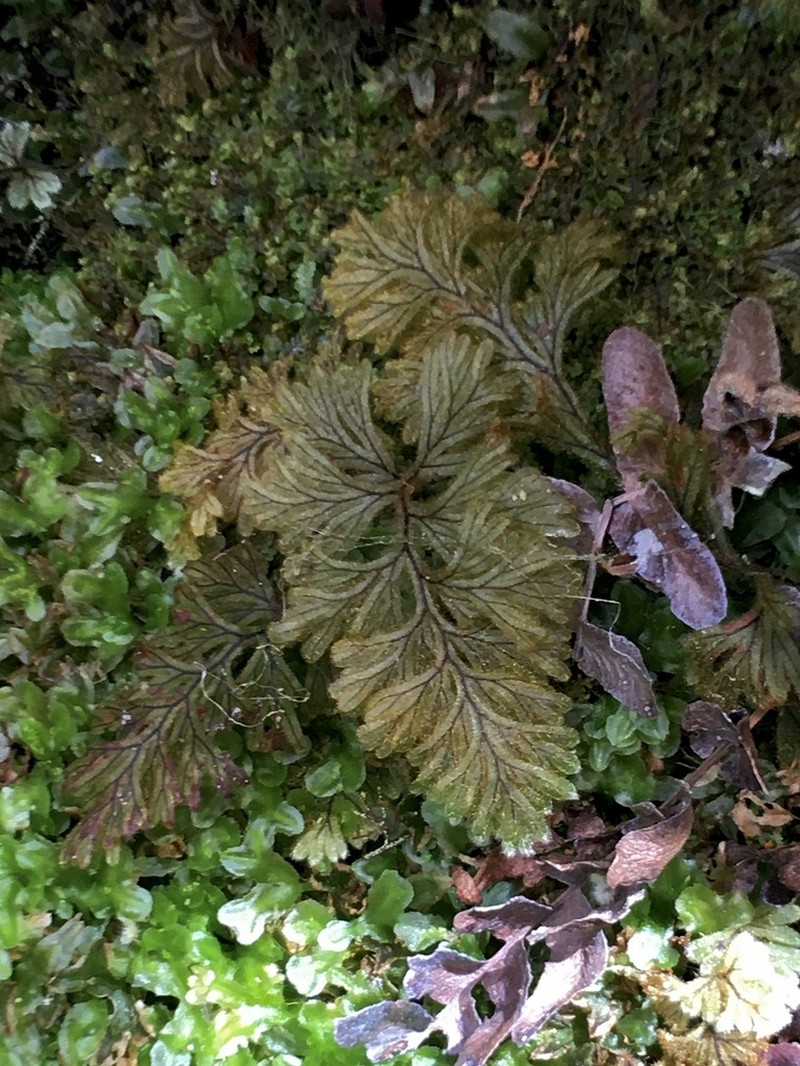 Hymenophyllum aeruginosum photo 6