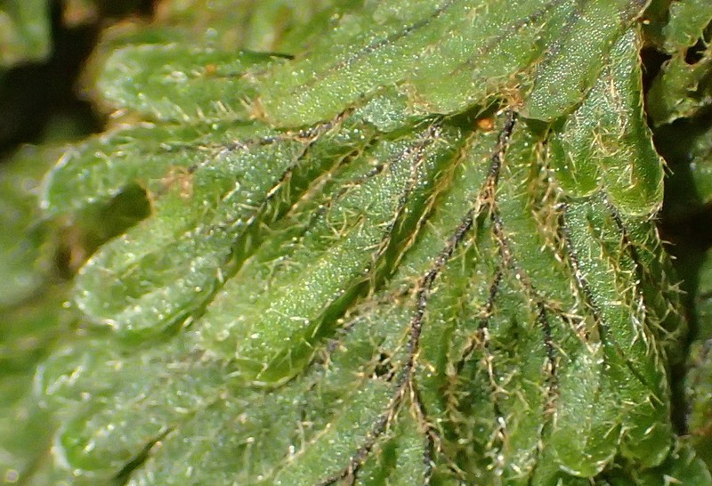 Hymenophyllum aeruginosum photo 7