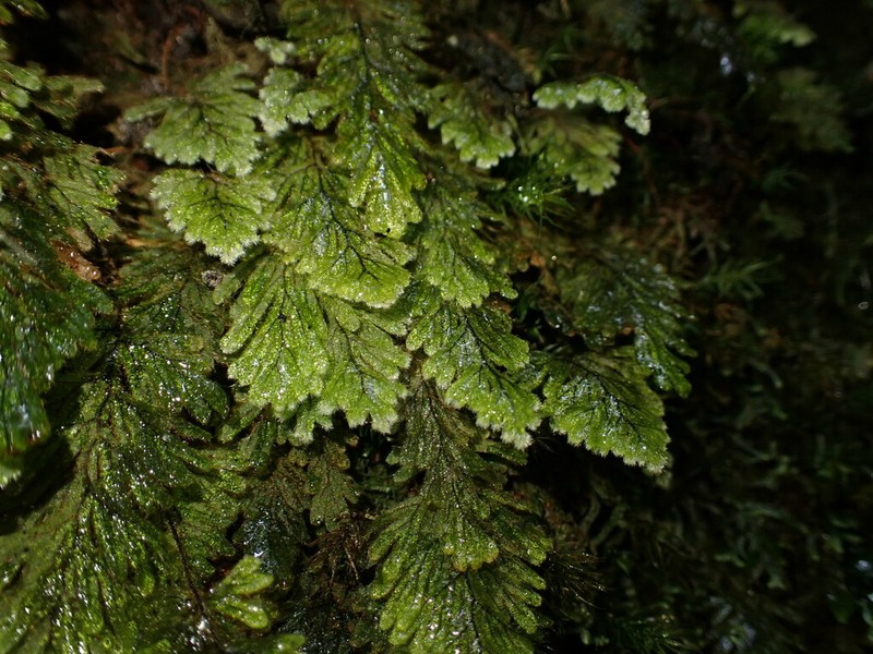 Hymenophyllum aeruginosum photo 8