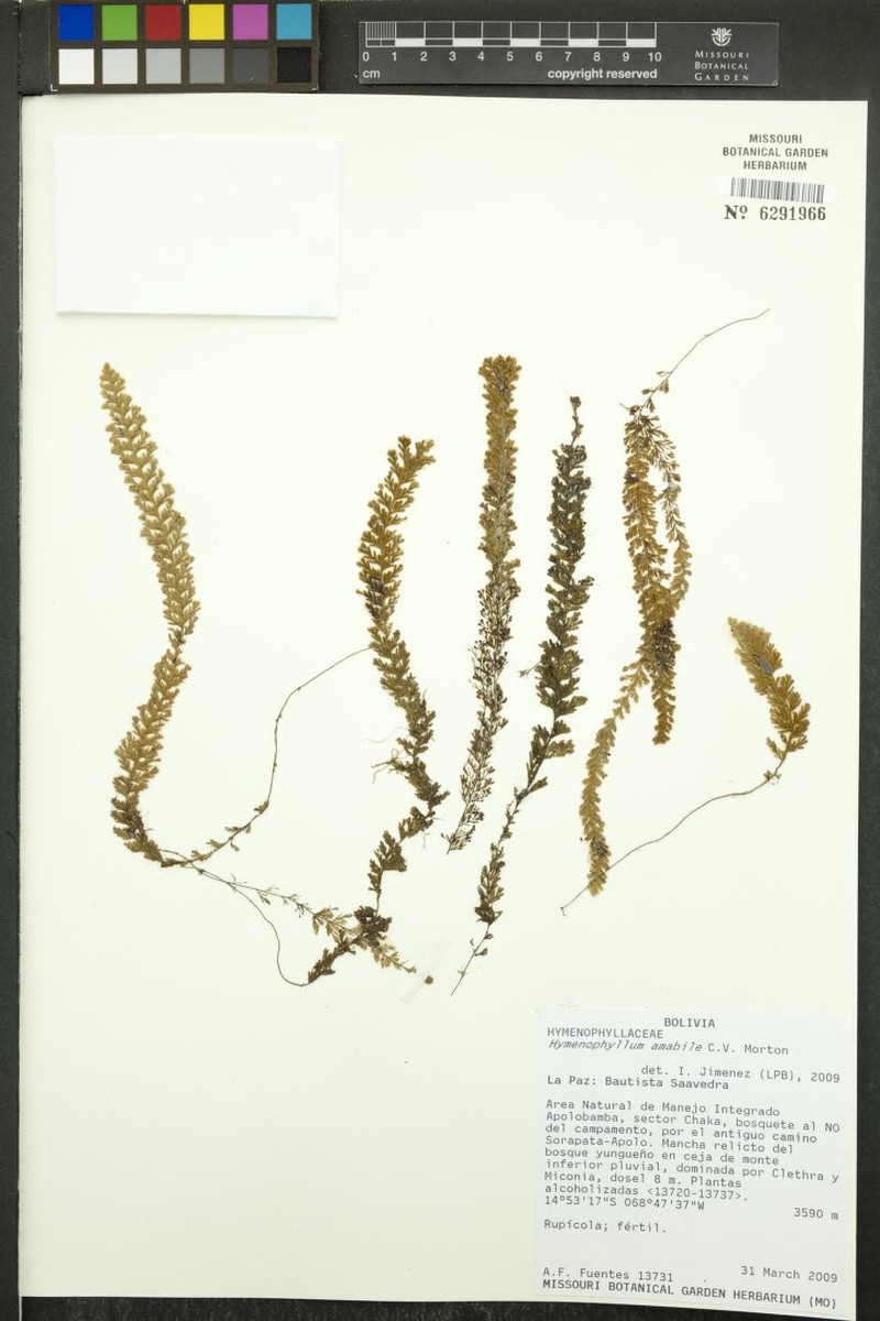 Hymenophyllum amabile