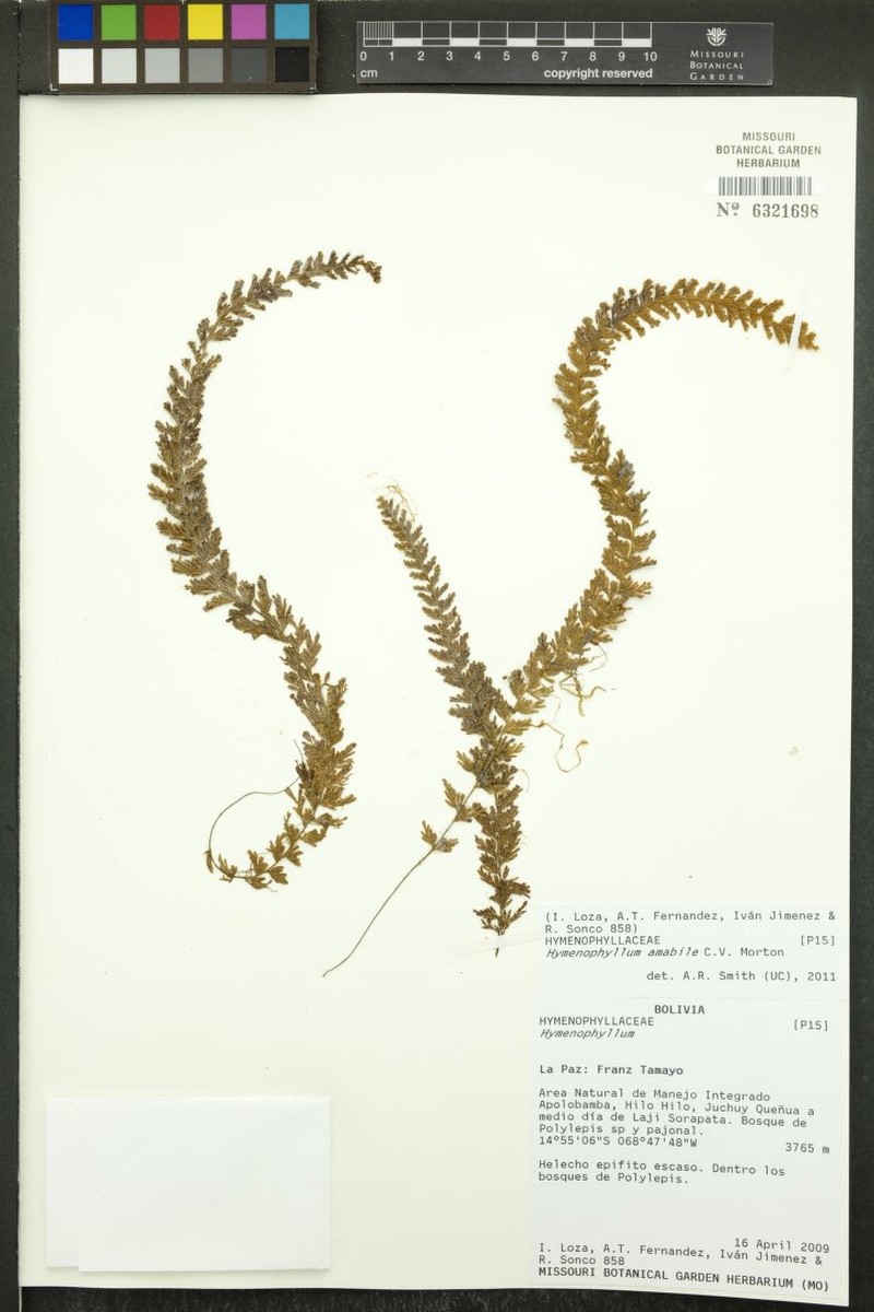 Hymenophyllum amabile photo 2