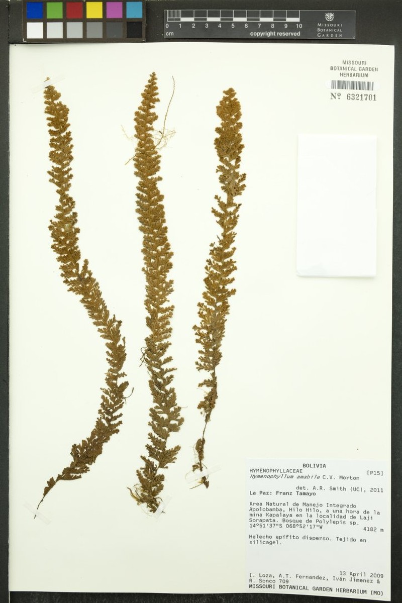 Hymenophyllum amabile photo 3