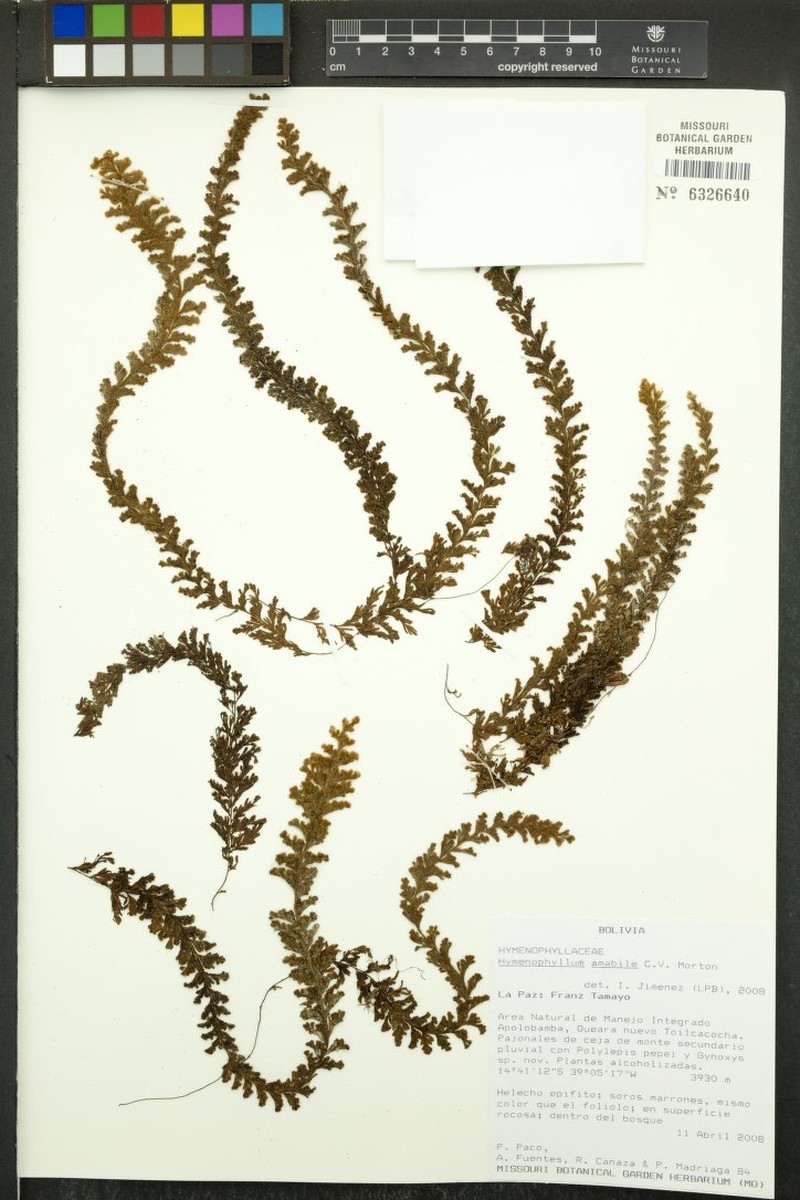 Hymenophyllum amabile photo 4