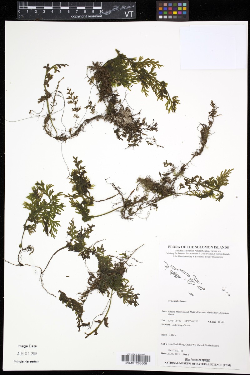 Hymenophyllum angulosum photo 2