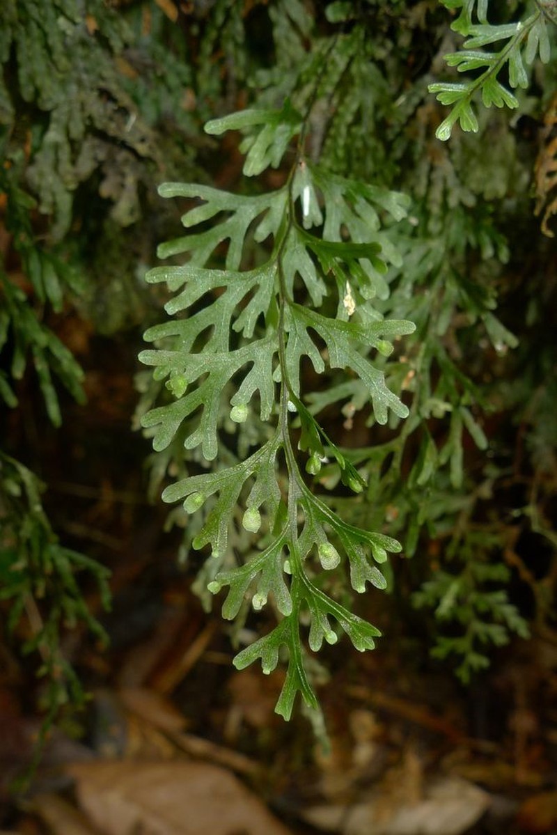 Hymenophyllum angulosum photo 3