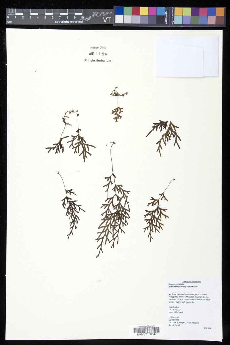 Hymenophyllum angulosum photo 4