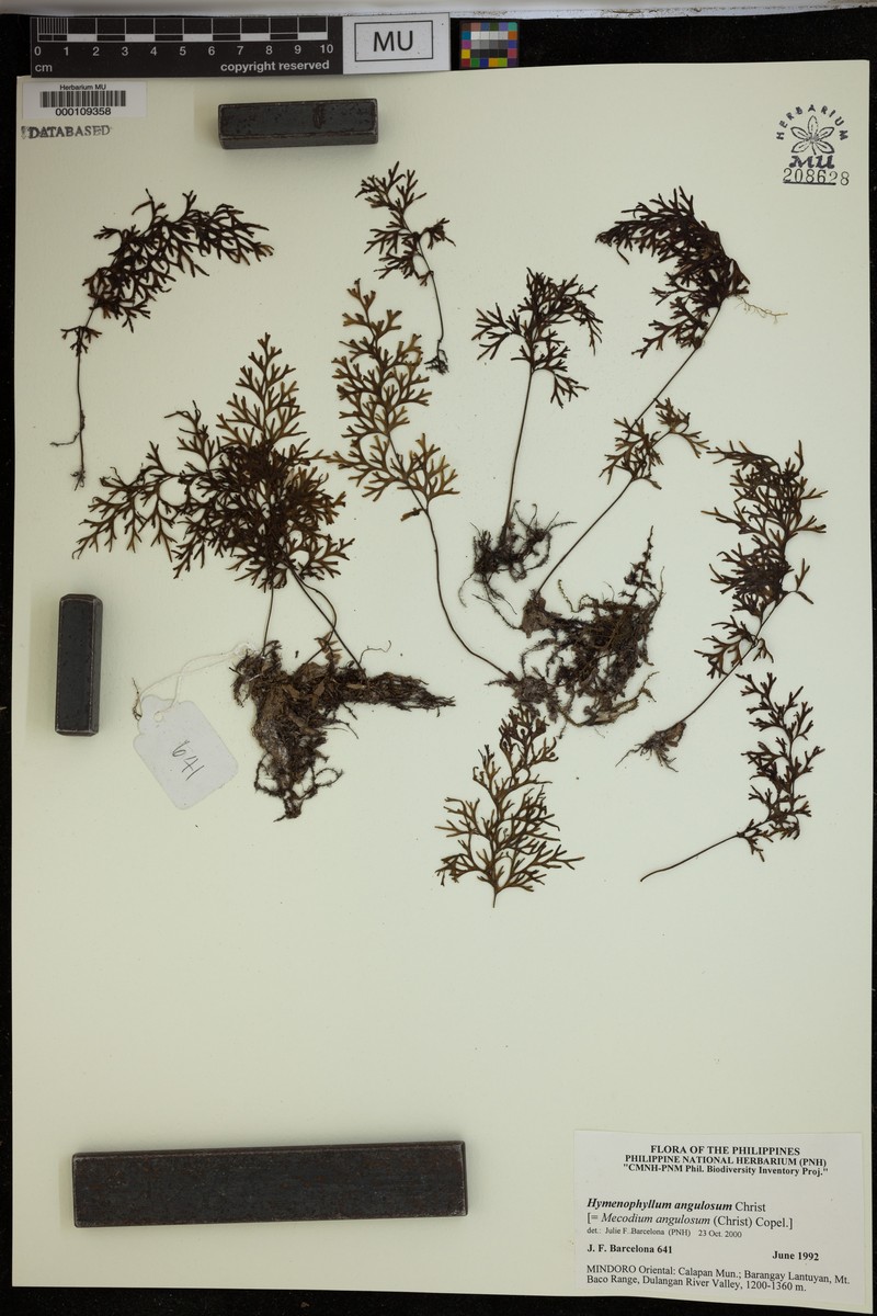 Hymenophyllum angulosum photo 5