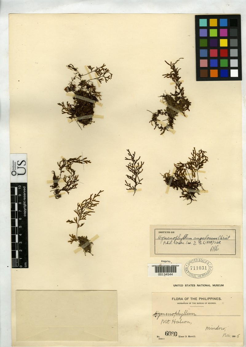 Hymenophyllum angulosum
