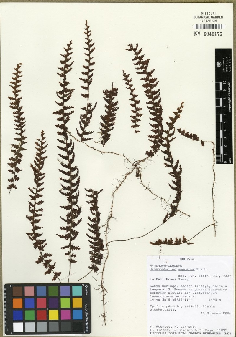 Hymenophyllum angustum