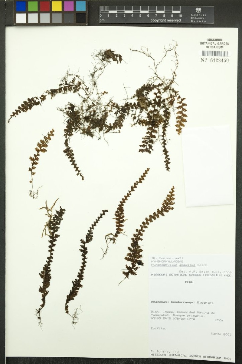 Hymenophyllum angustum photo 2