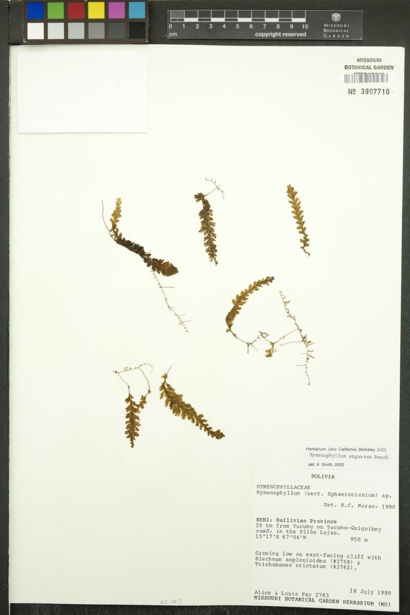 Hymenophyllum angustum photo 3