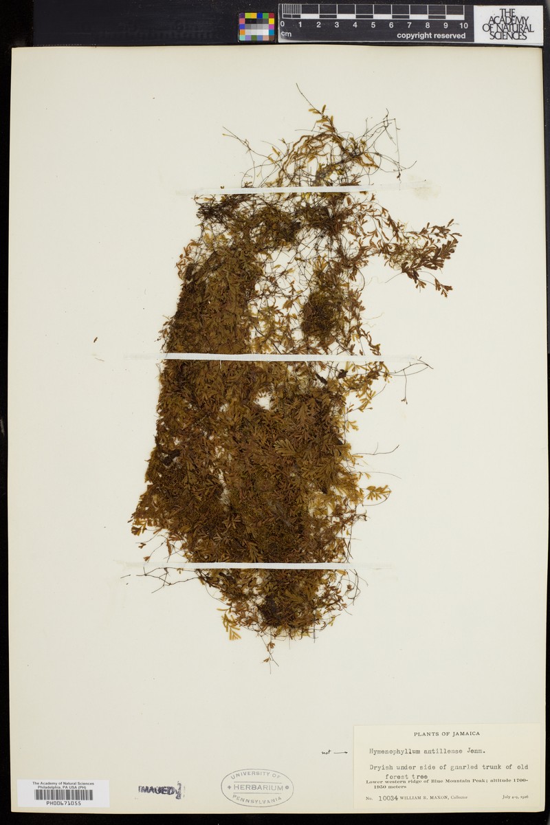 Hymenophyllum antillense