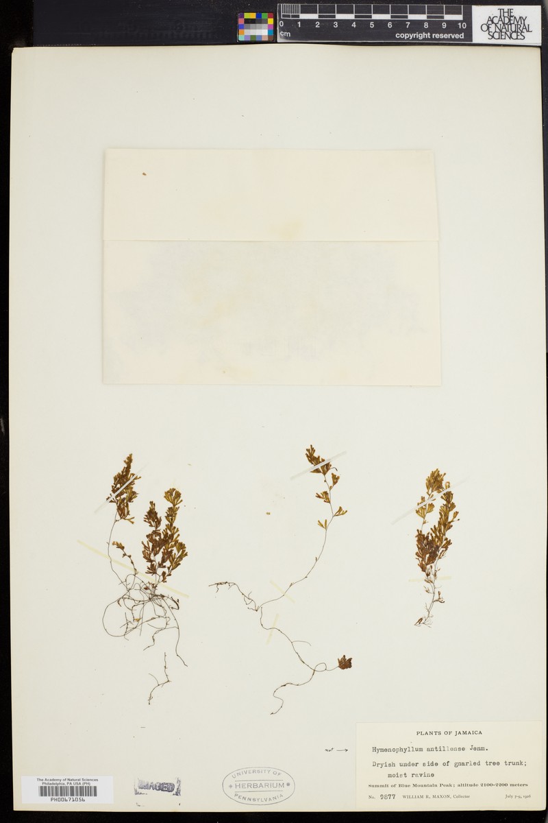 Hymenophyllum antillense photo 2