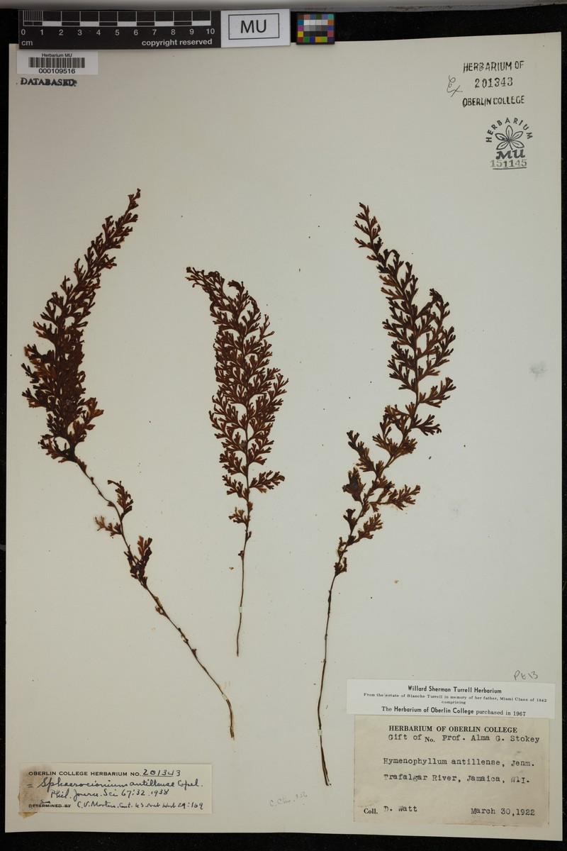 Hymenophyllum antillense photo 3