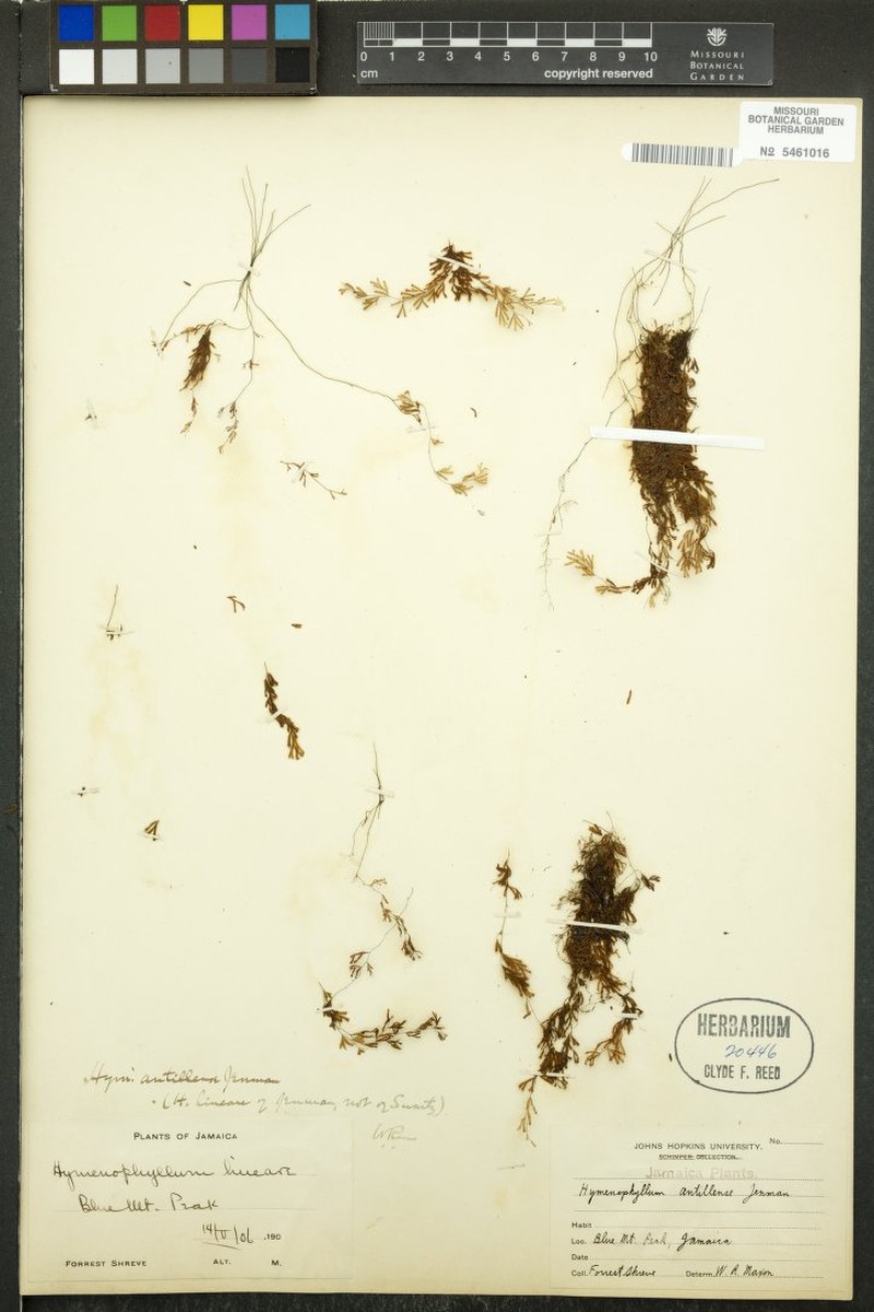Hymenophyllum antillense photo 4