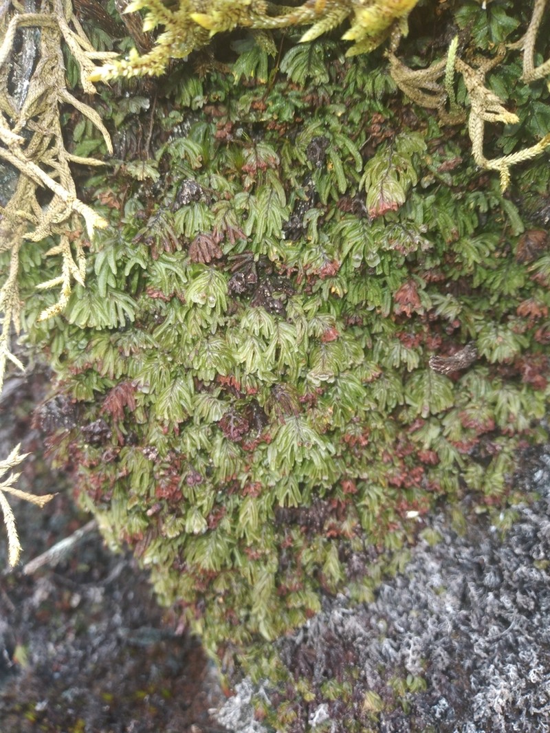Hymenophyllum apiculatum