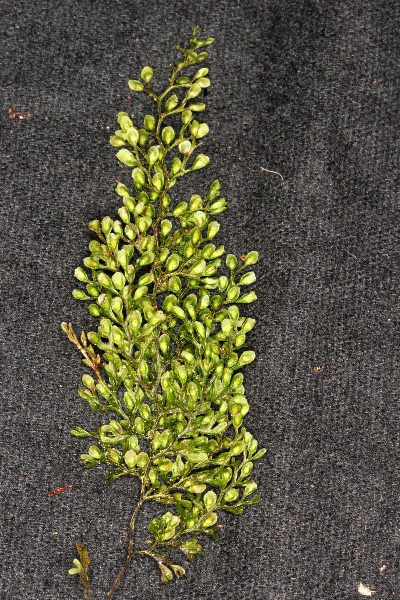 Hymenophyllum apiculatum photo 4