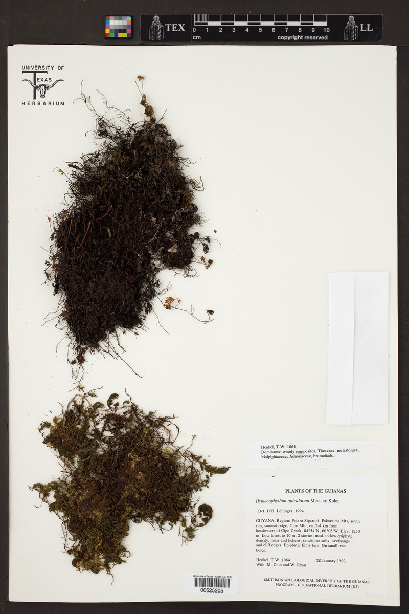 Hymenophyllum apiculatum photo 5