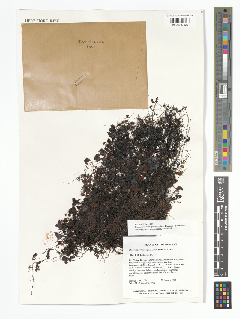 Hymenophyllum apiculatum photo 6