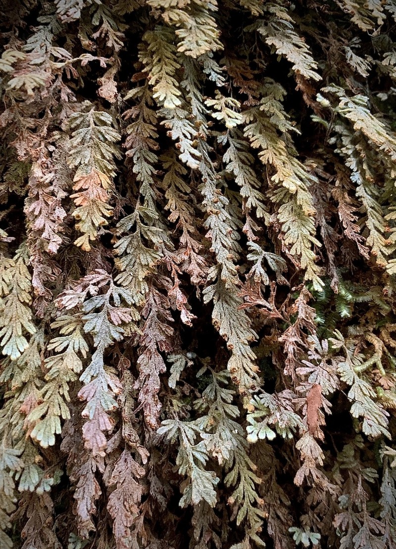 Hymenophyllum applanatum