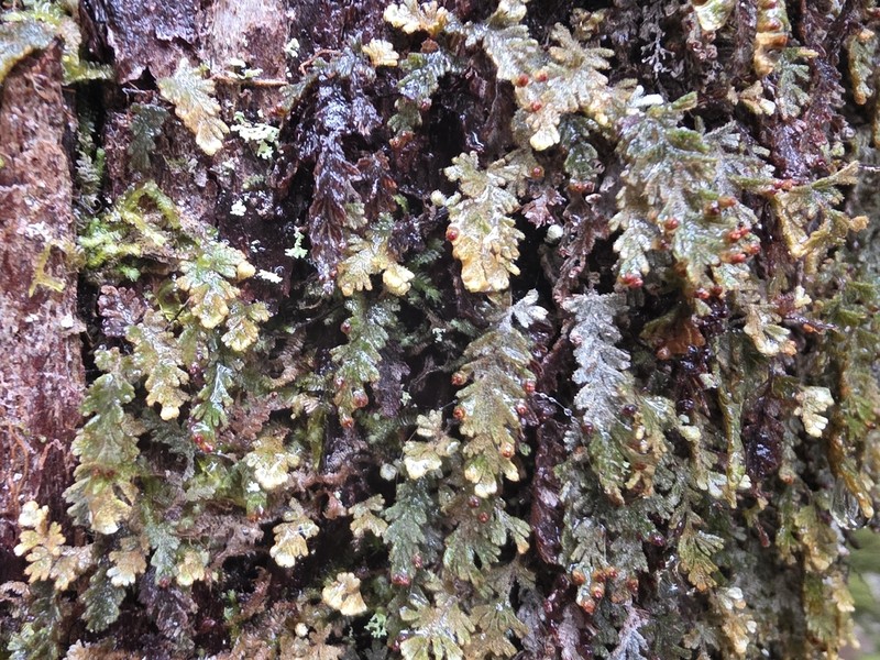 Hymenophyllum applanatum photo 2