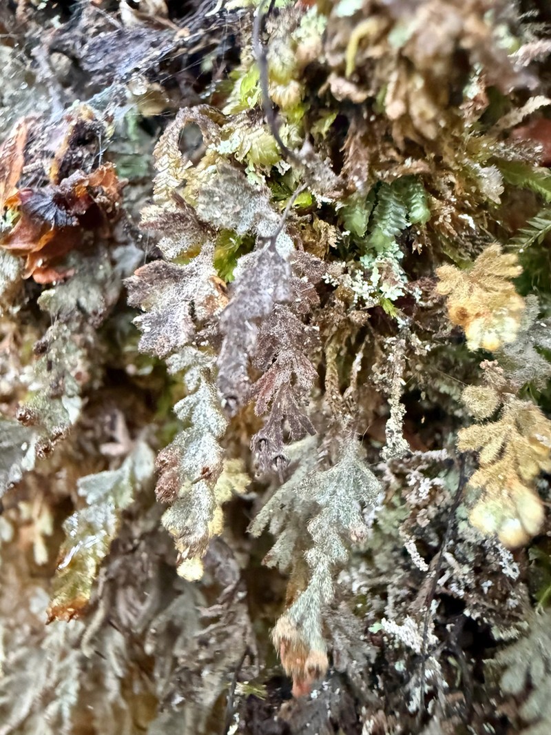 Hymenophyllum applanatum photo 3