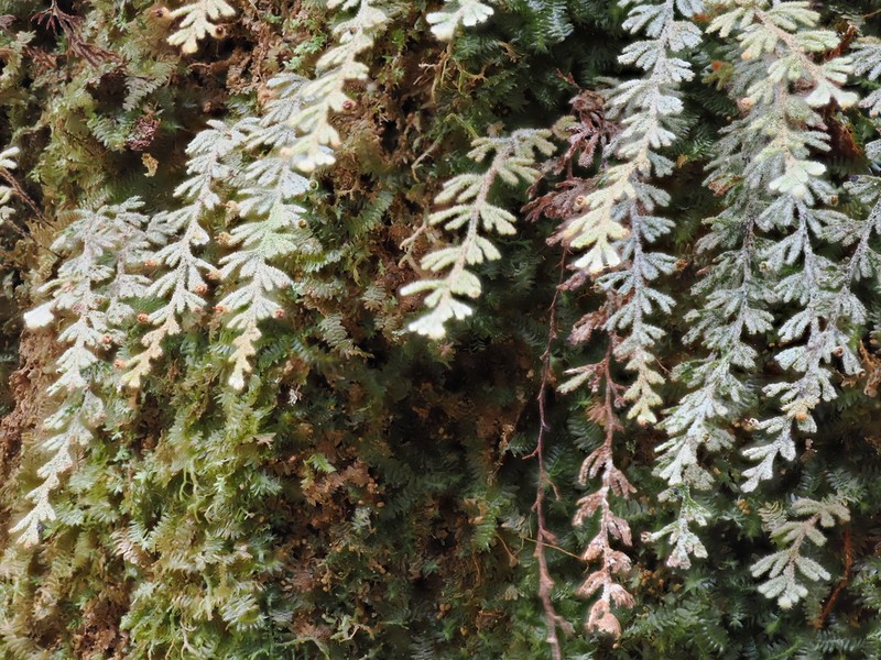 Hymenophyllum applanatum photo 4