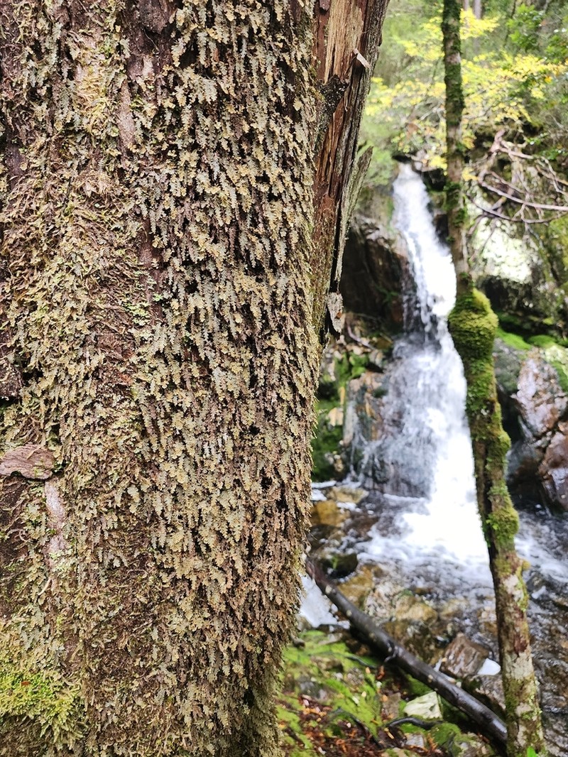 Hymenophyllum applanatum photo 5
