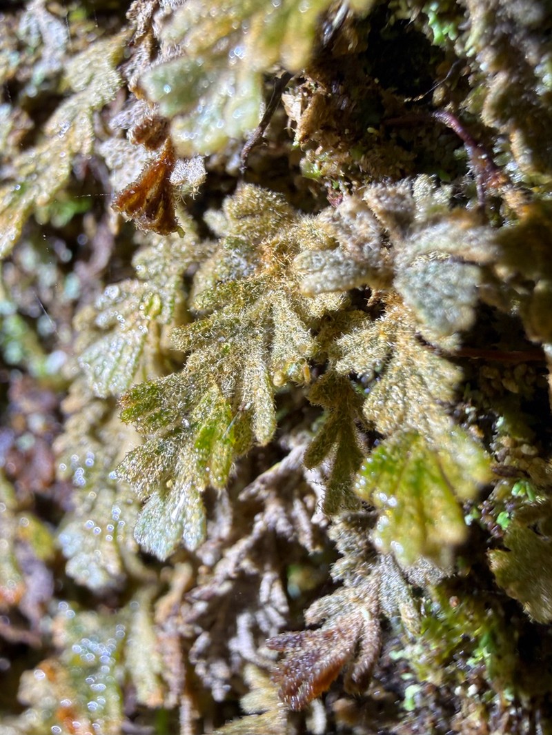 Hymenophyllum applanatum photo 6