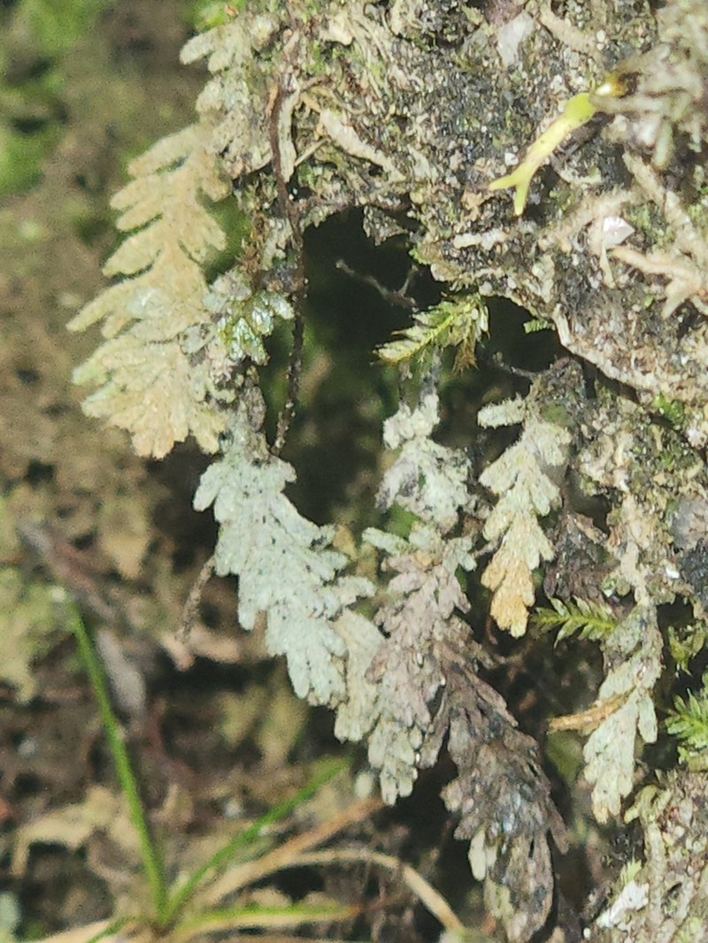 Hymenophyllum applanatum photo 7