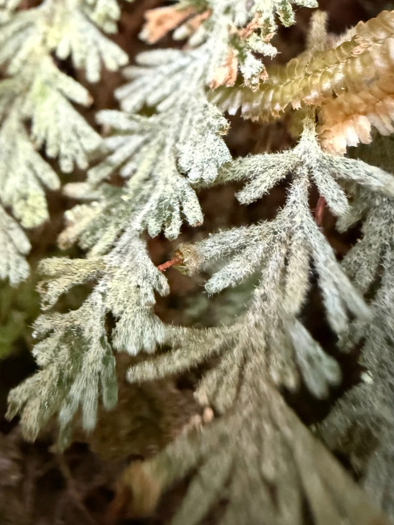 Hymenophyllum applanatum photo 8