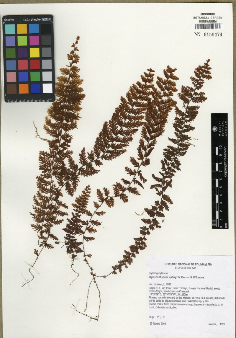 Hymenophyllum apteryx